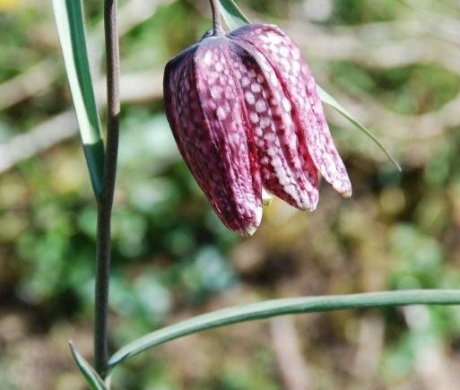 4-2-1_Fritillaria-meleagris_DSC_0014_BD