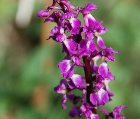 4-2-2_Orchis-mascula_DSC_0275_BD