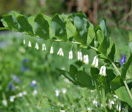 4-2-6_Polygonatum-multiflorum_DSC_0351_BD