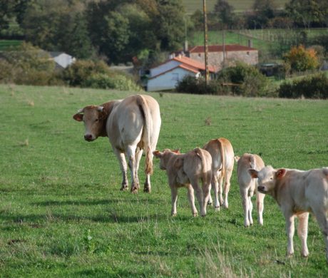 L’agriculture Toutlemondaise