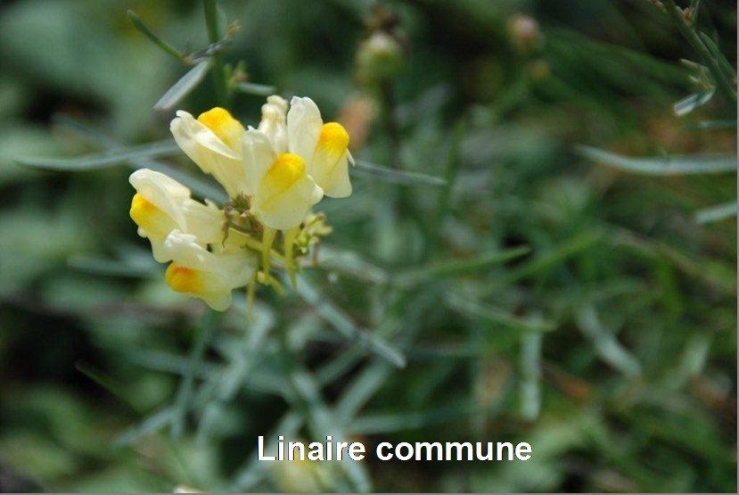 Flore des bords de route | Site de la commune de Toutlemonde