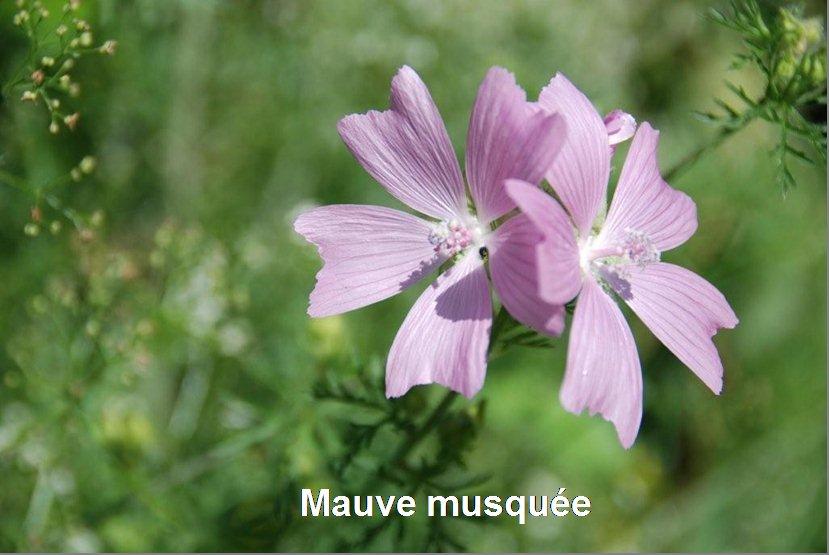 Flore des bords de route | Site de la commune de Toutlemonde