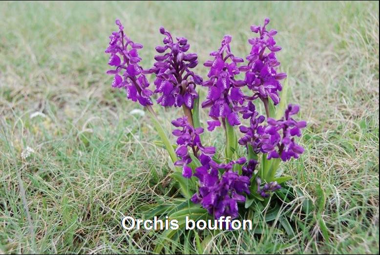 Flore des bords de route | Site de la commune de Toutlemonde