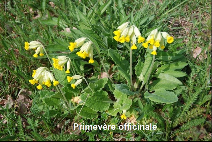 Flore des bords de route | Site de la commune de Toutlemonde