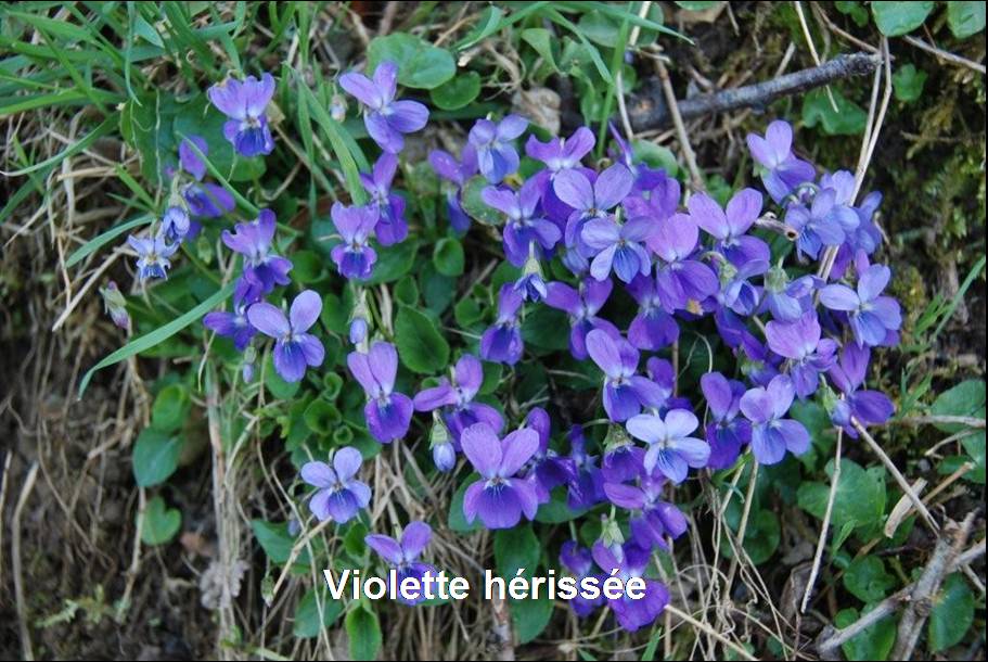 Flore des bords de route | Site de la commune de Toutlemonde