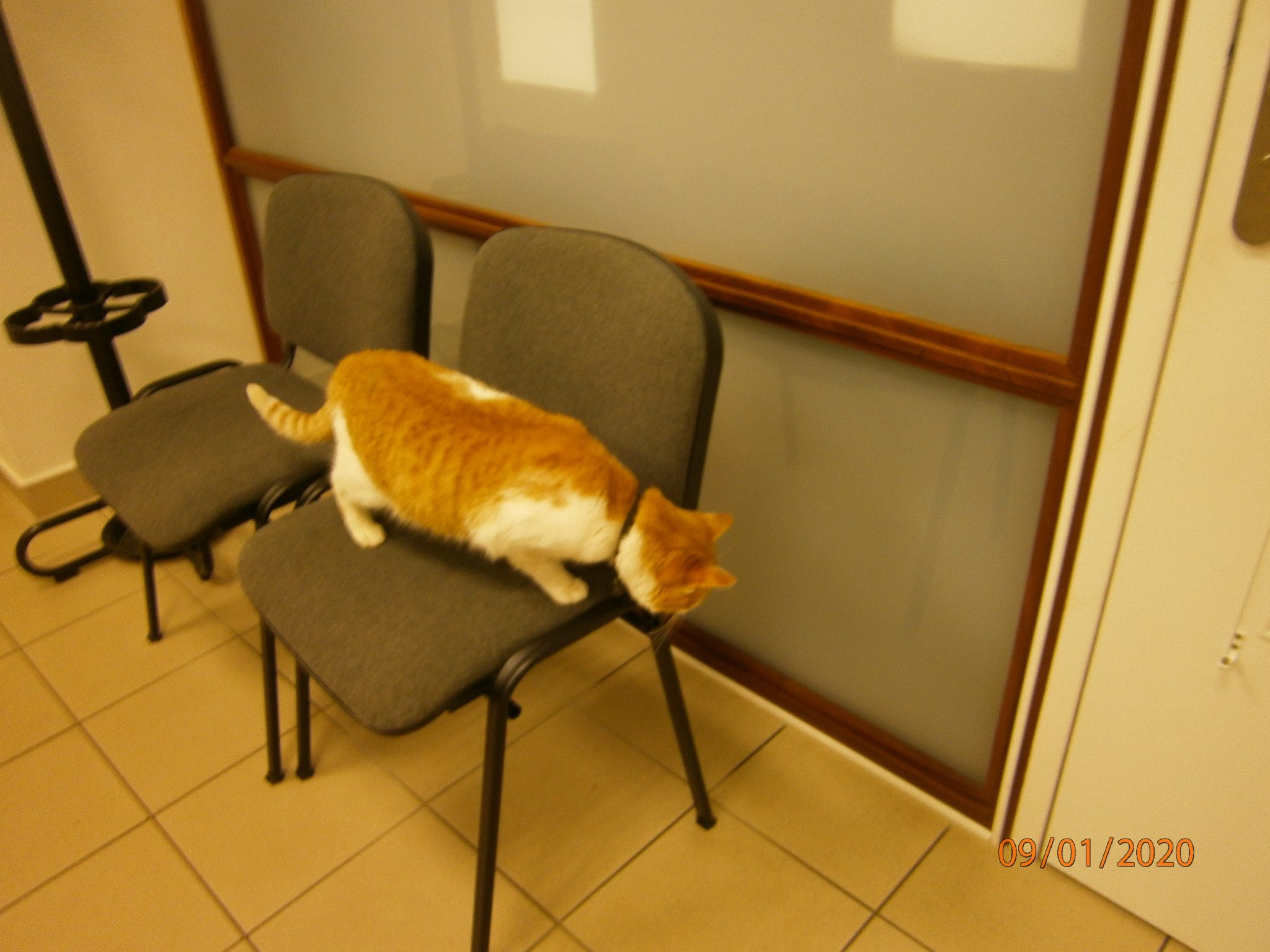 trouve le chat