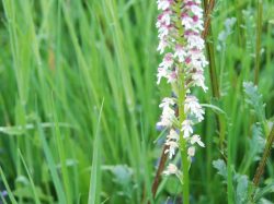 Orchidées sauvages