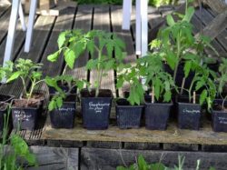 CSI : recherche de bénévoles pour le troc de plants
