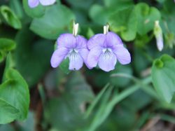 La violette de Rivin