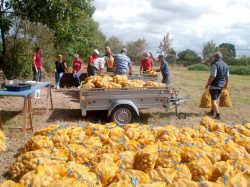 VENTE DES PATATES DE ZOODO