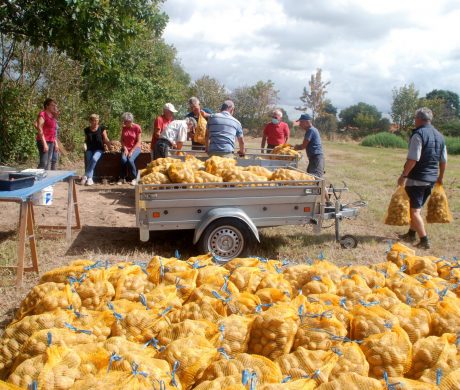 VENTE DES PATATES DE ZOODO