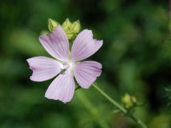 La mauve musquée