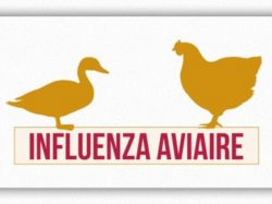 Zone réglementée : Influenza Aviaire Hautement Pathogène en Maine-et-Loire