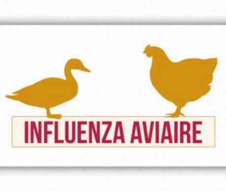 Influenza aviaire – Oiseaux sauvages trouvés morts & basses-cours