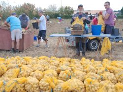 Récolte de pommes de terre pour Yargo