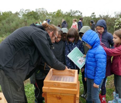 Projet citoyen « Plantes mellifères »