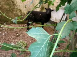 ANIMAL TROUVE