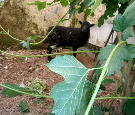 ANIMAL TROUVE